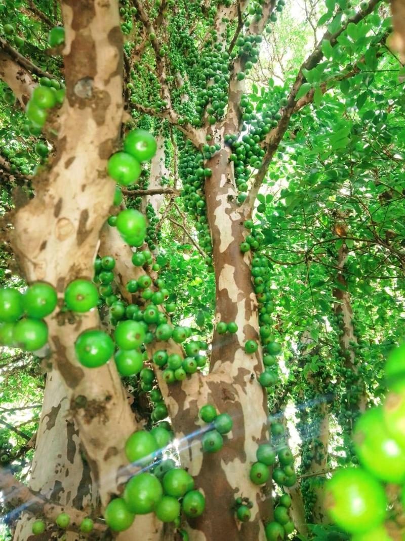 Foto 6